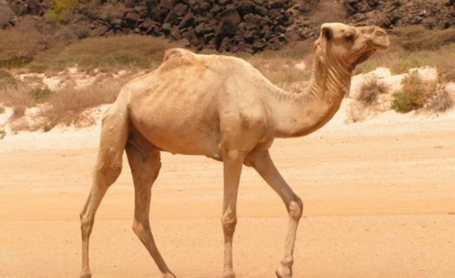 how many camels am i worth